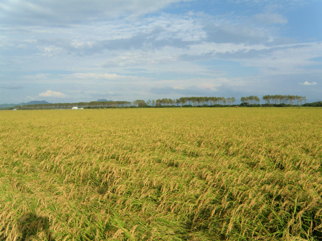 秋田県大潟村、井手教義さんの有機JAS認証取得米使用！