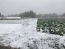 無農薬人参畑に季節外れの雪が降りました。